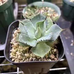 2026年最新】アガベ ハイブリットの人気アイテム - メルカリ