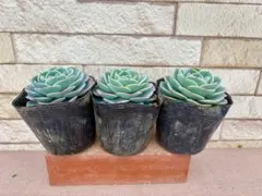 のの様 リクエスト 3点 まとめ商品