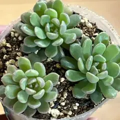 2025年最新】ぼのぼのさん苗の人気アイテム - メルカリ