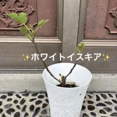 三毛猫様 リクエスト 2点 まとめ商品