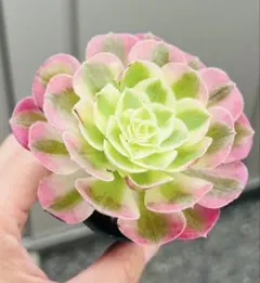 多肉植物　レア種　アエオニウム 清荷錦　大きめ木立抜き苗1株 写真通りに発送のサムネイル
