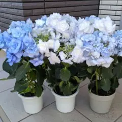 紫陽花　アジサイ　バロニー、光雲、ケイコ　ブルー　３鉢セット　鉢花Ｂ 紫陽花 アジサイ バロニー、光雲、ケイコ ブルー 3鉢セット 鉢花B