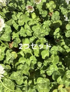 2026年最新】四つ葉のクローバー 苗の人気アイテム - メルカリ