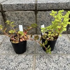 つぼね様 リクエスト 3点 まとめ商品