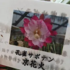 くみ様 リクエスト 2点 まとめ商品