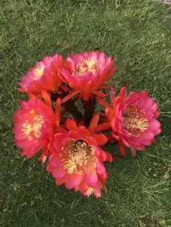 emi o様 リクエスト 3点 まとめ商品