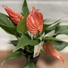 希少　アンスリウム ルネッサンス　斑入り　美株　鉢ごとメルカリ便② 2025年最新】レアアンスリウムの人気アイテム - メルカリ