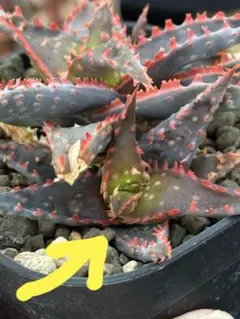 2026年最新】アロエハイブリッドの人気アイテム - メルカリ