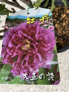 山野草（ボタン科） 紅花ヤマシャクヤク～ 火の鳥 - メルカリ