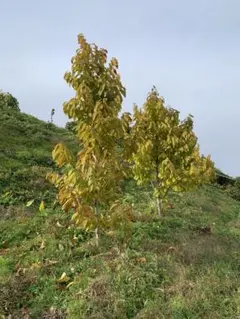 602様 リクエスト 2点 まとめ商品