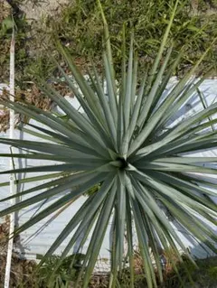 Air様 リクエスト 2点 まとめ商品