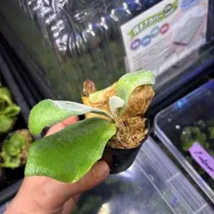 ビカクシダ ウィリンキー 胞子培養株 - メルカリ