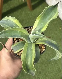 a*n様 アガベ　オバティフォリア　オルカ　5号　鉢ごと　メルカリ便 2025年最新】オルカ アガベの人気アイテム - メルカリ