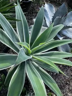 ［現品］【希少】64番　アガベ　アテナータ　斑入り　レイオブライト　8号　多肉 1点もの！アガベ・アテナータ・レイオブライト | 斑入り種 - 観葉植物