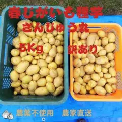 봄감자씨감자 30마루 (산주마루) 10kg M-LL 농부직송