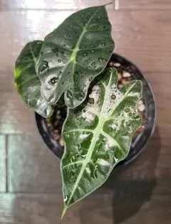 希少　アロカシア　サンデリアナ　オーレア　美株　鉢ごとメルカリ便　斑入り② 希少 アロカシア サンデリアナ オーレア 美株 鉢ごとメルカリ便 斑入り