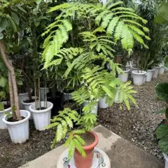 バンクシア グランディス 鉢植えK 苗 オージープランツ ドライガーデン
