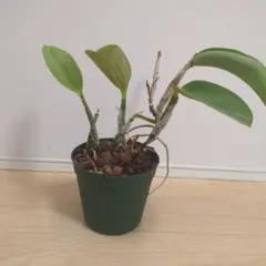 2025年最新】ワルケリアナの人気アイテム - メルカリ