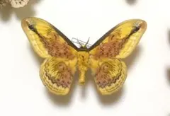 オーベルチュールハグルマヤママユ 標本 昆虫 蛾 - メルカリ