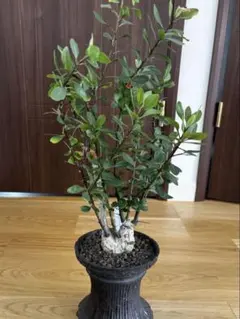 【国内実生苗】F.ファシクラータ ① 国内実生苗】F.ファシクラータ ①