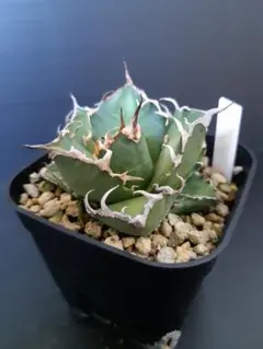 まさ様 リクエスト 2点 まとめ商品