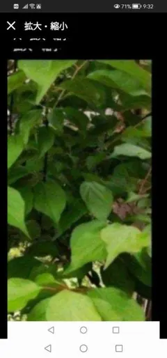 力石様専用‼️キウイ2セット＆白加賀　挿し穂　青梅　15 cm 3本　挿し木　枝