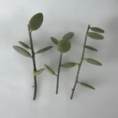 ※관엽 식물, 다육 식물, 녹색 드럼, 녹색 드럼을 갑자기 제거합니다.