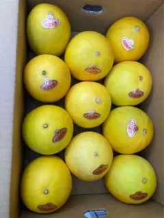 822.特売キンショーメロン箱込み約4.5kg 玉数お任せのサムネイル