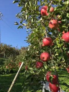 ゆうちゃん様専用ページ　サンふじ　加工用　農家直送