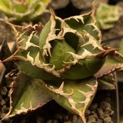 2025年最新】包心龍の人気アイテム - メルカリ