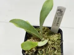 選抜dwarf willinckii totoro × veitchii 陽炎 - メルカリ