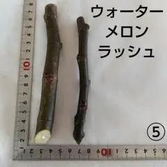 2026年最新】いちぢく穂木の人気アイテム - メルカリ