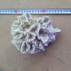 2026年最新】デスロックサンゴの人気アイテム - メルカリ