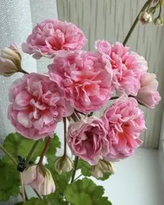 Rushmoor Parana'輸入ゼラニウム開花苗 - メルカリ