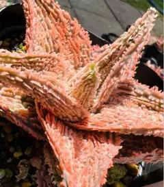 アロエハイブリッド　TCT レッドタグ個体 2025年最新】Yahoo!オークション -アロエ ハイブリッド(花、園芸