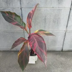 サマーセール 1株 - 5000円! 株分けムサノノ ピンクバナナ苗 サマーセール 1株 - 5000円! 株分けムサノノ ピンクバナナ苗 - メルカリ