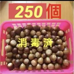 クヌギ　丸いドングリ　ドングリトトロ 煮沸済み済み