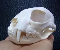パームシベット（Asian palm civet）頭骨♂ ♀セット - メルカリ