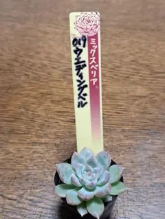 2025年最新】ミックスベリア ウエディングベルの人気アイテム - メルカリ