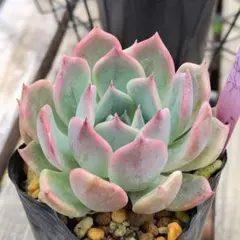 多肉植物 レッドエレガンス 抜き苗 写真全て - メルカリ