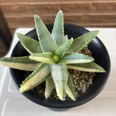 2026年最新】希少 アロエの人気アイテム - メルカリ