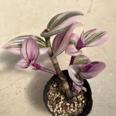 トラディスカンティア　ピンクパラダイス　プラカップに植えて トラディスカンティア ピンクパラダイス プラカップに植えて - メルカリ