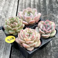 SALE❗️920多肉植物　エケベリア　抜き苗　寄せ植え　人気4種セット❣️
