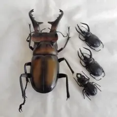 マ*ん様 ユダイクスミヤマクワガタ大型 88mm 昆虫標本 - メルカリ