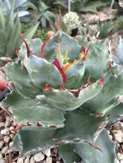 2026年最新】イシスメンシス 姫蠍蟹の人気アイテム - メルカリ