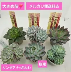 ㊼大きめ苗! 桜鬼❣️リンゼアナざわわ❣️赤鬼❣️紅染華❣️6苗メルカリ便送料込 ㊼大きめ苗! 桜鬼❣️リンゼアナざわわ❣️赤鬼❣️紅染華❣️6