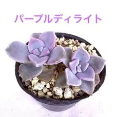 2026年最新】パープルディライト 多肉植物の人気アイテム - メルカリ