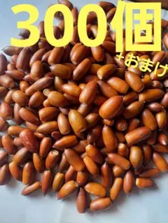 どんぐり　マテバシイ　300個+おまけ