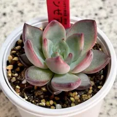 2026年最新】リンゼアナの人気アイテム - メルカリ