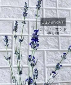 ラベンダー　挿し穂 10本　カット苗　挿木　フレンチラベンダー　ラベンダー苗木 ラベンダー 挿し穂 10本 カット苗 挿木 フレンチラベンダー ラベンダー